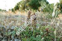 Acanthus spinosus L.