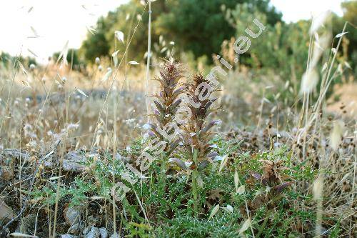 Acanthus spinosus L.