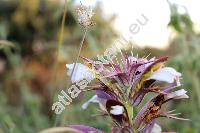 Acanthus spinosus L.