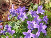 Campanula portenschlagiana Roem. et Schult. (Campanula muralis)