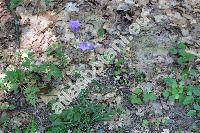 Campanula persicifolia L.