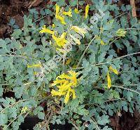 Corydalis wilsonii (Corydalis wilsonii Brown, Fumaria)