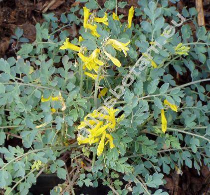 Corydalis wilsonii (Corydalis wilsonii Brown, Fumaria)