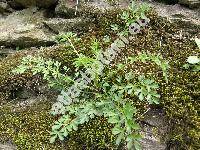 Corydalis wilsonii (Corydalis wilsonii Brown, Fumaria)