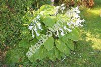 Hosta plantaginea (Hosta plantaginea (Lam.) Asch., Funkie, Funkia, Funkia subcordata Spreng.)