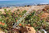 Anagallis arvensis L. (Anagallis phoenica Scop.,  Anagallis carnea Schrank, Lysimachia arvensis)