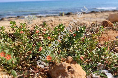 Anagallis arvensis L. (Anagallis phoenica Scop.,  Anagallis carnea Schrank, Lysimachia arvensis)