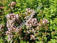 Origanum vulgare L. (Origanum vulgare L. subsp. vulgare)