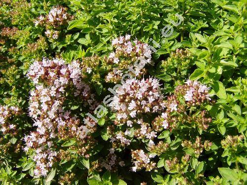 Origanum vulgare L. (Origanum vulgare L. subsp. vulgare)