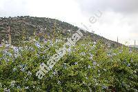 Plumbago auriculata Lam. (Plumbago capensis Thunb.)