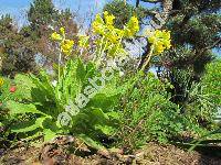 Primula elatior (L.) Hill (Primula montana)