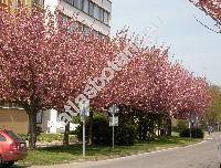 Prunus serrulata Lindl. (Padus serrulata (Lindl.) Sokolov, Cerasus serrulata (Lindl.) Loud.)