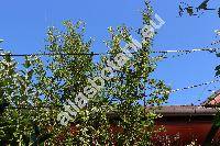 Pyracantha coccinea (Mespilus pyracantha L., Crataegus pyracantha (L.) Pers., Cotoneaster pyracantha (L.) Spach)