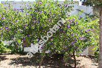 Solanum rantonnetii (Lycianthes rantonnetii, Solanum rantonnettii, Solanum rantonettii)