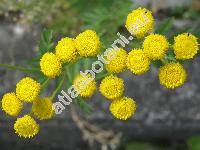 Tanacetum vulgare L. (Chrysanthemum vulgare (L.) Bernh.)