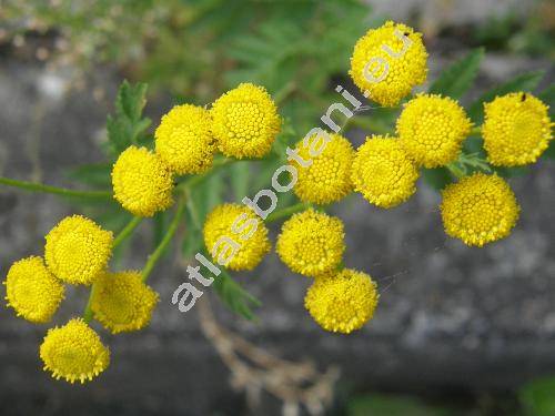 Tanacetum vulgare L. (Chrysanthemum vulgare (L.) Bernh.)