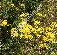 Tanacetum vulgare L. (Chrysanthemum vulgare (L.) Bernh.)