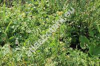 Tanacetum vulgare L. (Chrysanthemum vulgare (L.) Bernh.)