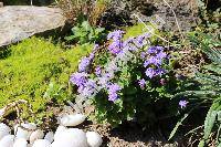 Ageratum houstonianum Mill. (Ageratum mexicanum Sims)