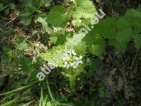 Alliaria petiolata (Bieb.) Cav. et Grande (Alliaria officinalis Bieb.)