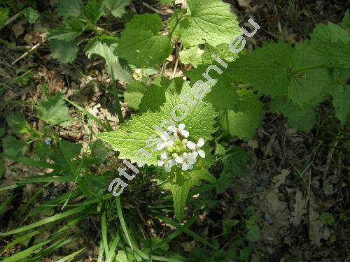 Alliaria petiolata (Bieb.) Cav. et Grande (Alliaria officinalis Bieb.)