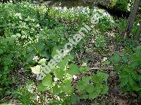 Alliaria petiolata (Bieb.) Cav. et Grande (Alliaria officinalis Bieb.)