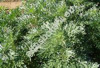 Artemisia absinthium L. (Absinthium officinale Brot.)