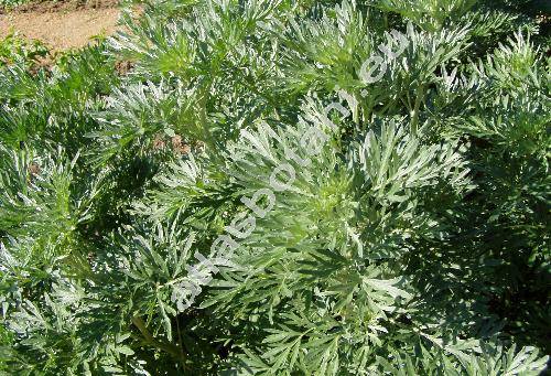 Artemisia absinthium L. (Absinthium officinale Brot.)