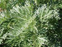 Artemisia absinthium L. (Absinthium officinale Brot.)