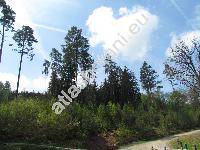 Pinus sylvestris L. (Pinus silvestris L., Pinus rubra Mill.)