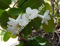 Stephanotis floribunda Brongn. (Stephanotis jasminoides)