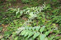 Polygonatum multiflorum (L.) All. (Convallaria multiflora L.)