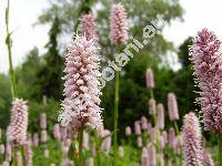 Bistorta major Gray (Polygonum bistorta L., Bistorta officinalis Delarbe, Persicaria)