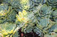 Echeveria elegans (Echeveria elegans Rose, Echeveria albicans Walth.)