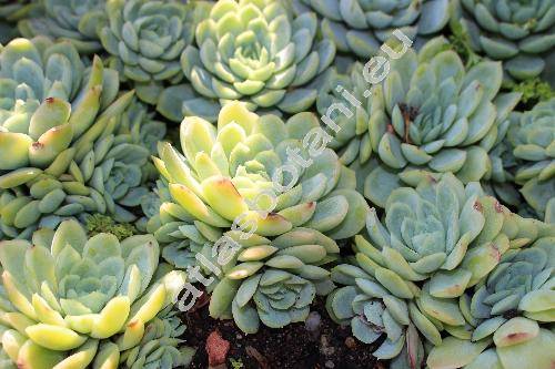 Echeveria elegans (Echeveria elegans Rose, Echeveria albicans Walth.)