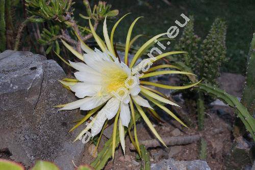 Selenicereus pteranthus (Selenicereus pteranthus (Link et Otto) Britt. et Rose, Cereus pteranthus, Selenicereus nyctycalus)