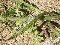 Selenicereus pteranthus (Selenicereus pteranthus (Link et Otto) Britt. et Rose, Cereus pteranthus, Selenicereus nyctycalus)