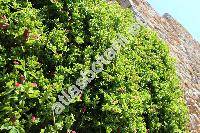 Aptenia cordifolia (Aptenia cordifolia L. f.) Schwante, Mesembryanthemum cordifolium L.)