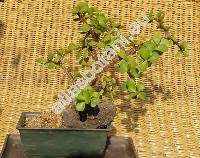 Portulacaria afra (Portulacaria afra Jacq., Crassula portulacaria L.)