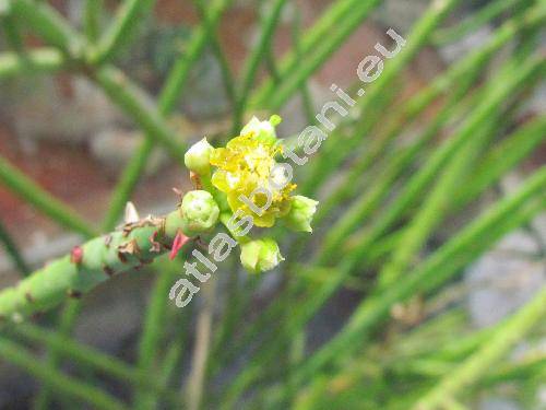 Euphorbia tirucalli L. (Euphorbia media, Euphorbia rhipsalioides Lem., Euphorbia scoparia, Tithymalus)