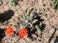 Chamaecereus silvestrii (Speg.) Br. et R. (Lobivia, Echinopsis chamaecereus)