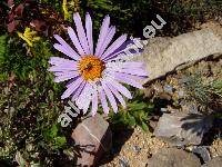 Aster alpinus L.