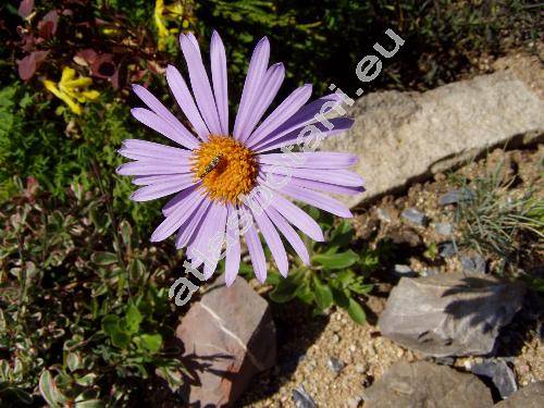 Aster alpinus L.