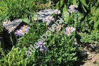 Aster alpinus L.