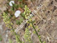 Reseda lutea L.