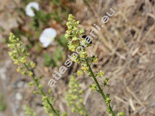 Reseda lutea L.