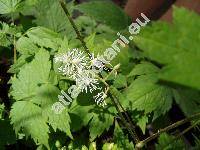 Actaea spicata L. (Christophoriana spicata (L.) Moench, Actaea nigra (L.) G., Actaea corymbosa Stokes Bot.)