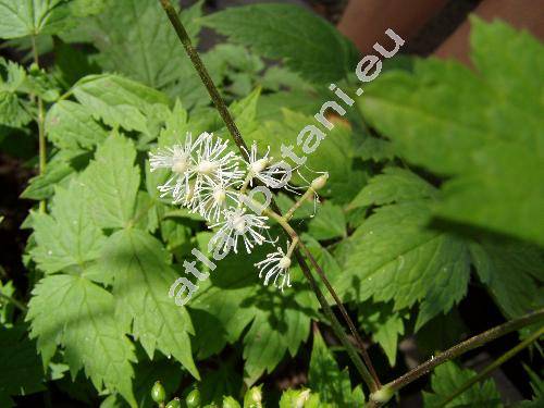 Actaea spicata L. (Christophoriana spicata (L.) Moench, Actaea nigra (L.) G., Actaea corymbosa Stokes Bot.)