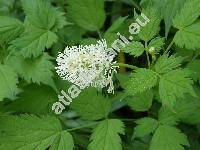 Actaea spicata L. (Christophoriana spicata (L.) Moench, Actaea nigra (L.) G., Actaea corymbosa Stokes Bot.)