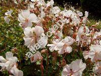 Geranium dalmaticum (Geranium dalmaticum (Beck) Rech.)